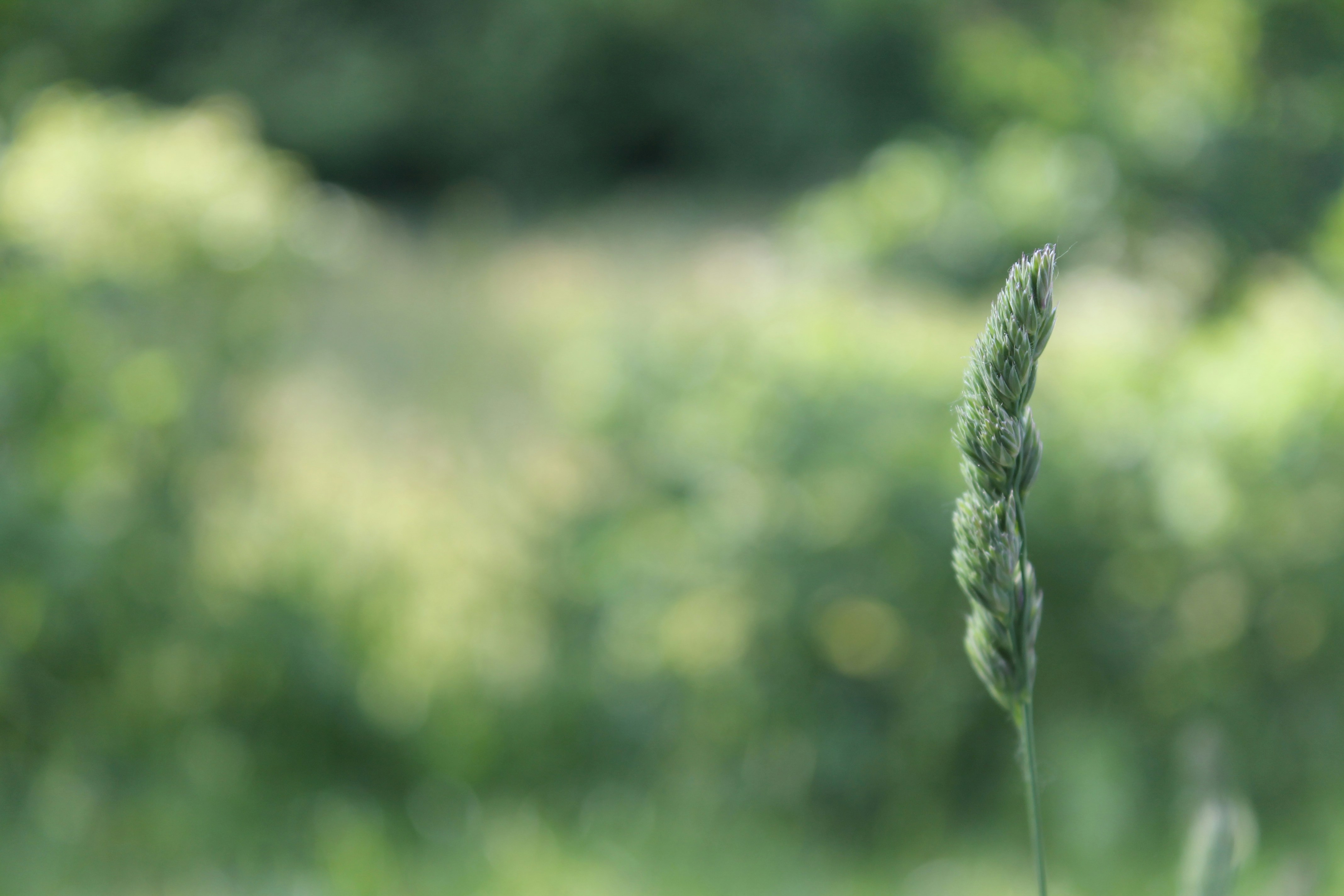 Contra la simplificació